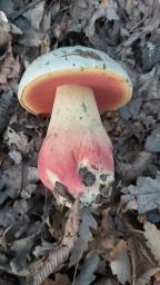 Rubroboletus satanas