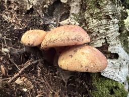 Tapinella atrotomentosa