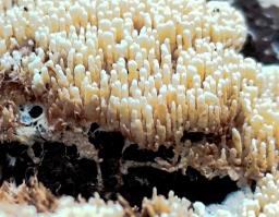 Cristinia eichleri