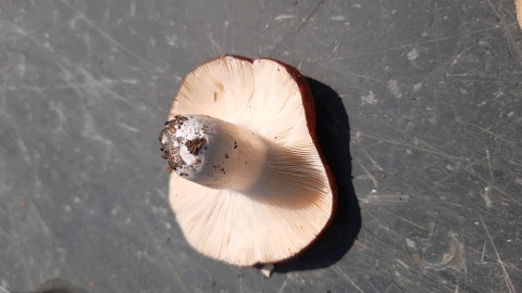 Russula integra