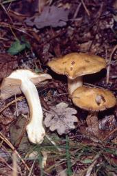 Cortinarius gracilior