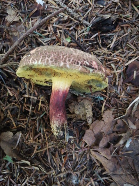 Xerocomellus chrysenteron