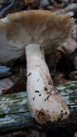 Russula foetens