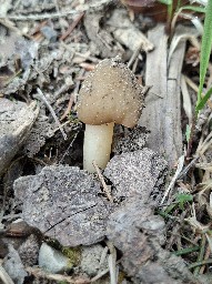 Verpa digitaliformis