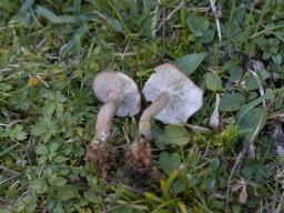 Calocybe carnea