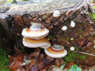 Fomitopsis pinicola