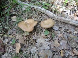 Paxillus involutus