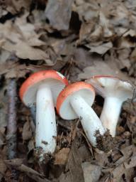 Russula nobilis