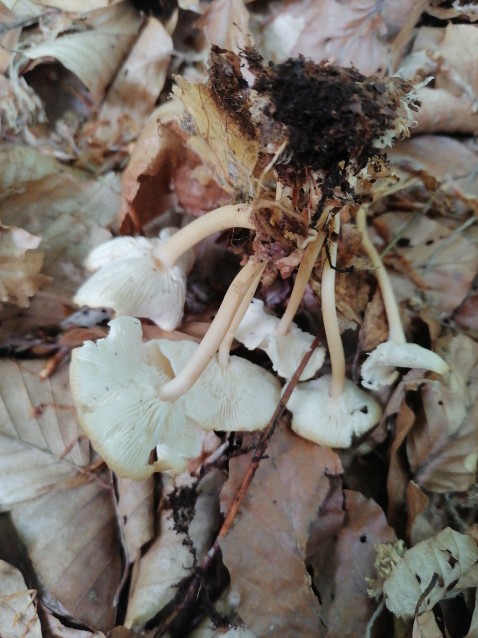 Gymnopus dryophilus