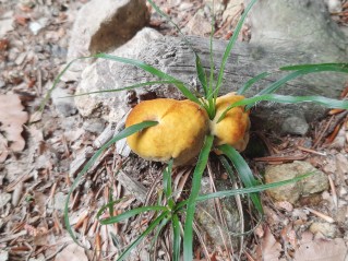 Phaeolus schweinitzii