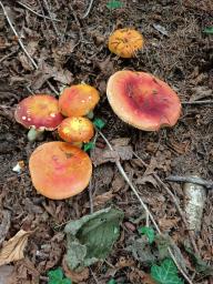 Russula aurea