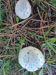 Amanita singeri