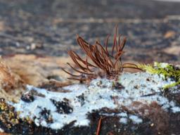 Stemonitis lignicola