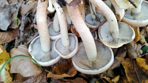 Hypholoma capnoides