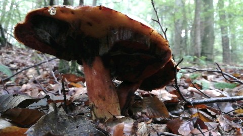 Neoboletus erythropus