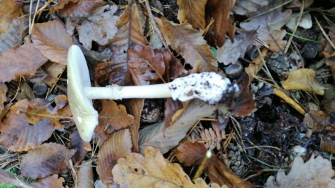 Amanita phalloides