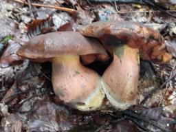 Neoboletus erythropus