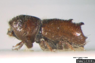 Pityogenes bistridentatus