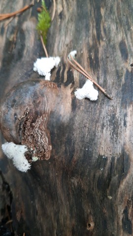 Schizophyllum commune