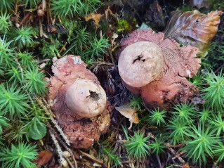 Geastrum rufescens