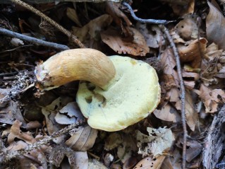 Imleria badia