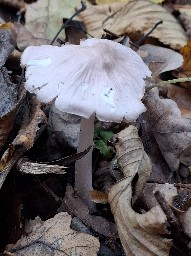Mycena rosea