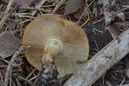 Pholiota carbonaria