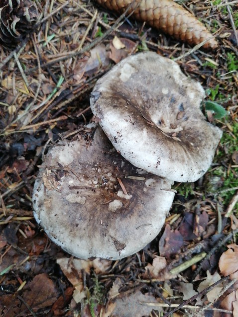 Russula adusta