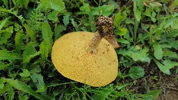 Suillus grevillei