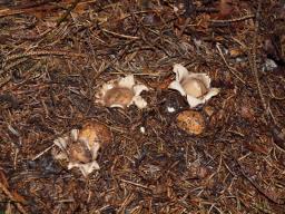 Geastrum fimbriatum