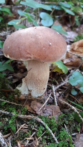 Boletus reticulatus