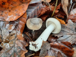 Hygrophorus agathosmus