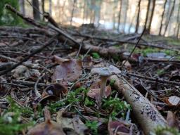 Rhizocybe pruinosa