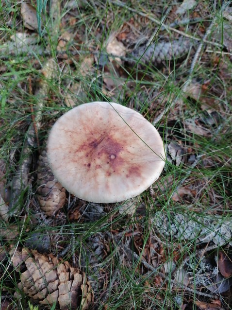 Amanita rubescens