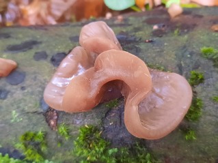 Auricularia auricula-judae