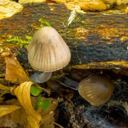 Mycena galericulata