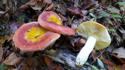 Russula aurea