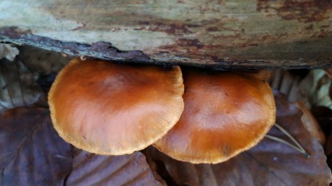 Gymnopilus penetrans