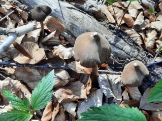 Entoloma hirtipes
