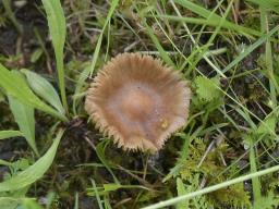 Inocybe fuscidula