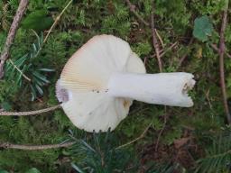Russula amarissima