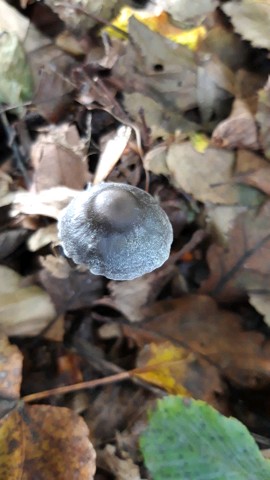 Entoloma