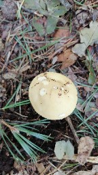 Amanita gemmata