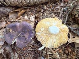 Russula firmula