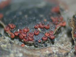 Dialonectria diatrypicola