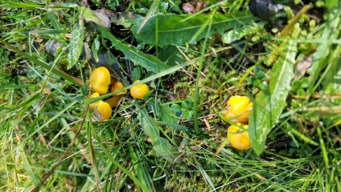 Hygrocybe ceracea