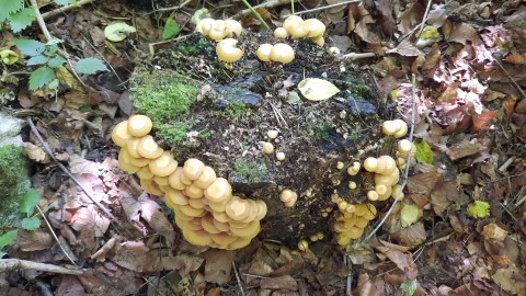 Kuehneromyces mutabilis