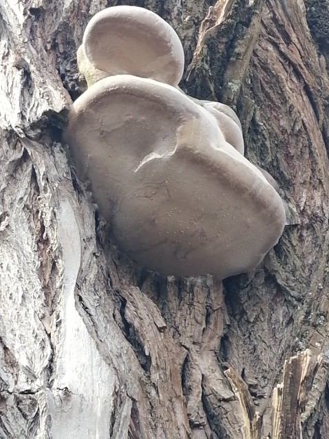 Phellinus igniarius