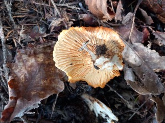 Cantharellus cibarius