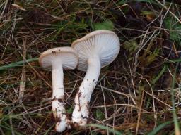 Hygrophorus agathosmus